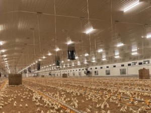 IP69K tri-proof light poultry project