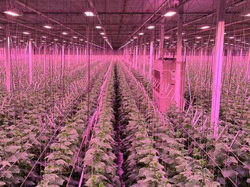 LED grow light for bell peppers