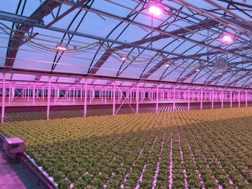 LED grow light for cucumbers