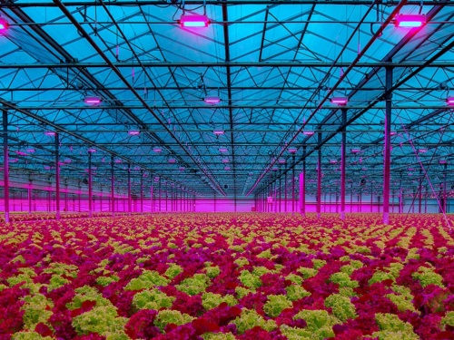 LED grow light for lettuce