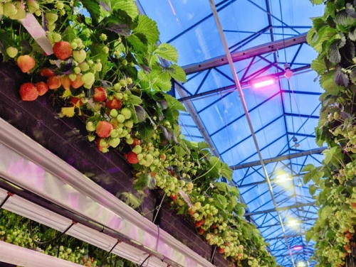 LED grow light for strawberries