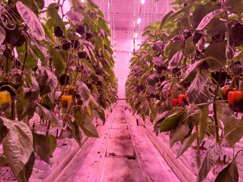 LED grow light for tomatoes