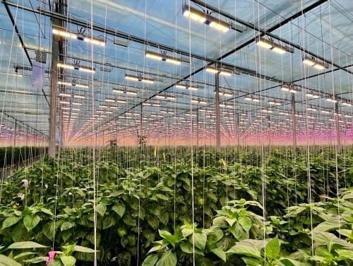 LED grow light for vegetables