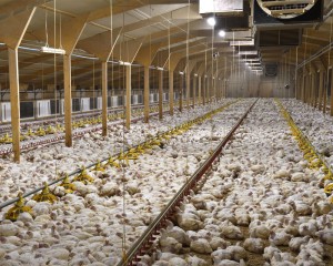 LED tri-proof light project chicken farm