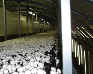 LED tri-proof light project mushrooms factory